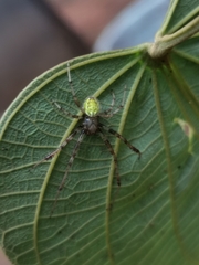 Araneus venatrix