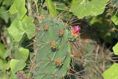 Opuntia elatior