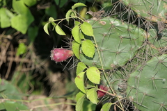 Opuntia elatior