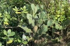 Opuntia elatior