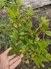 Metrosideros umbellata