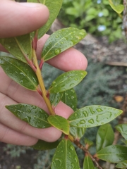 Metrosideros umbellata