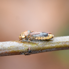 Hirsutella strigosa