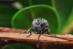 Meloe brevicollis