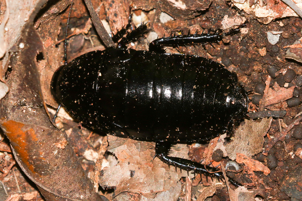 hustler cockroach