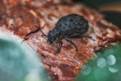 Meloe brevicollis