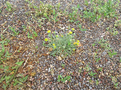 Erigeron aphanactis congestus