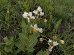 Kielmeyera variabilis