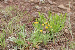 Erigeron aphanactis congestus