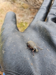 Catasarcus asphaltinus