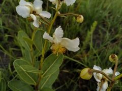 Kielmeyera variabilis