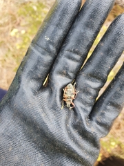 Catasarcus asphaltinus