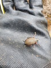 Catasarcus asphaltinus