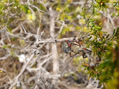 Catasarcus asphaltinus