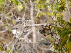 Catasarcus asphaltinus