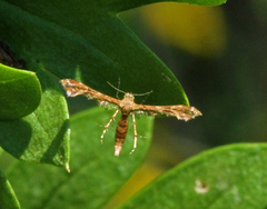 Nippoptilia cinctipedalis