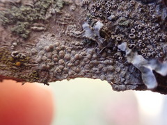 Lecanora confusa