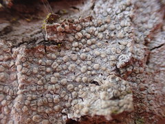 Lecanora confusa