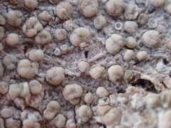 Lecanora confusa
