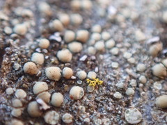 Lecanora confusa
