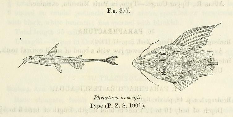 African Whiptailed Catfish