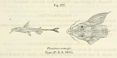 African Whiptailed Catfish photo 1