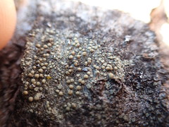 Lecanora confusa