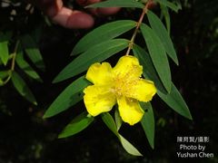 Hypericum subalatum