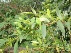 Hypericum subalatum