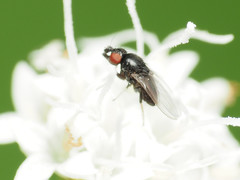 Paramyia