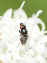Paramyia