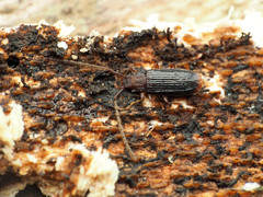 Uleiota dubia
