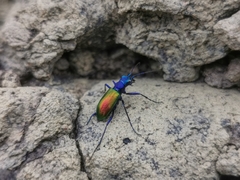 Cheilonycha auripennis