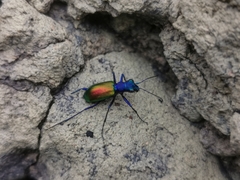 Cheilonycha auripennis