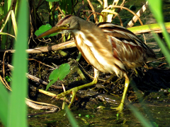 Ixobrychus involucris