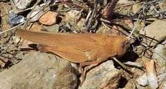 Tomonotus ferruginosus