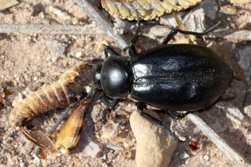 Stenomorpha convexicollis