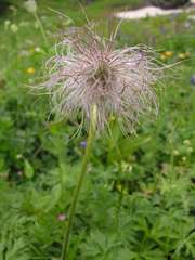Pulsatilla aurea