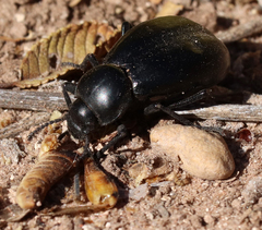 Stenomorpha convexicollis
