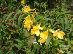 Hypericum monogynum
