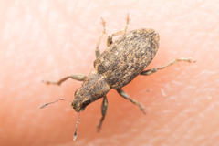 Sitona cylindricollis