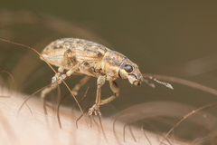 Sitona cylindricollis