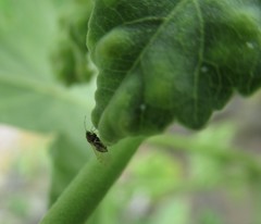Bactericera lavaterae