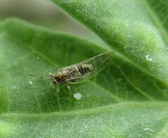 Bactericera lavaterae
