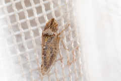 Xerophloea peltata