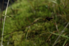 Carex lachenalii