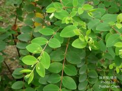 Hypericum formosanum