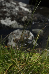 Carex lachenalii