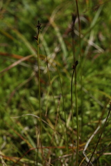Carex lachenalii