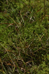 Carex lachenalii